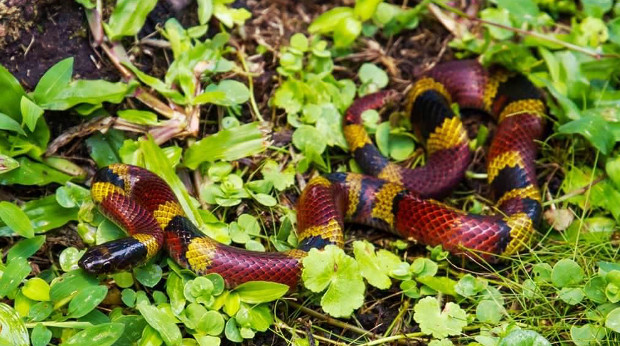 Neckband Snake (Scaphiodontophis annulatus), Costa Rica — photo credit: Kris Haas